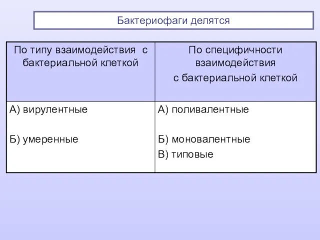 Бактериофаги делятся