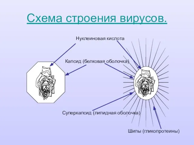 Схема строения вирусов. Нуклеиновая кислота Капсид (белковая оболочка) Суперкапсид (липидная оболочка) Шипы (гликопротеины)