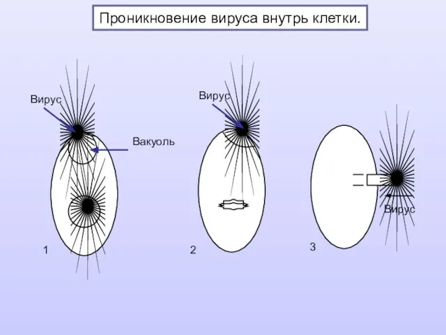 Проникновение вируса внутрь клетки. Вирус Вакуоль Вирус Вирус 1 2 3