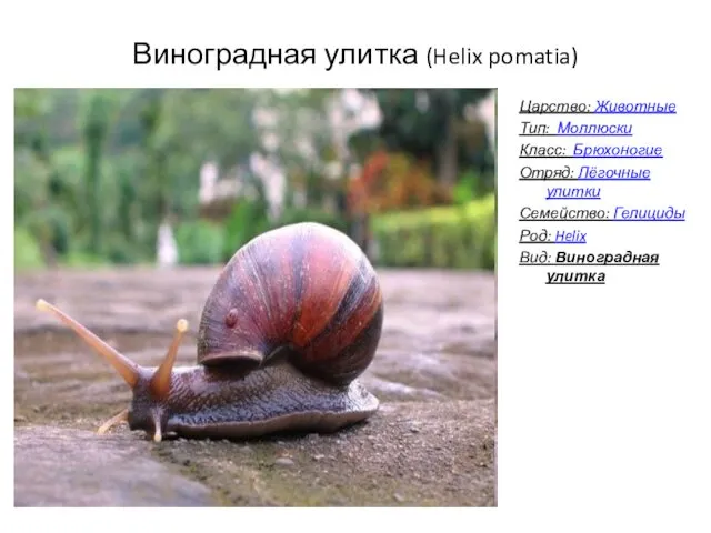 Виноградная улитка (Helix pomatia) Царство: Животные Тип: Моллюски Класс: Брюхоногие Отряд: