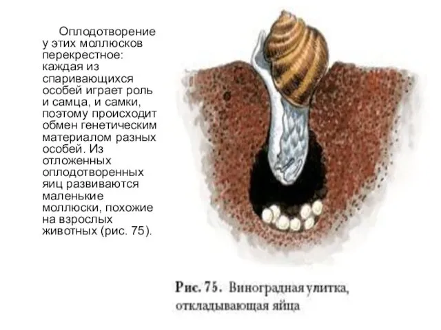 Оплодотворение у этих моллюсков перекрестное: каждая из спаривающихся особей играет роль