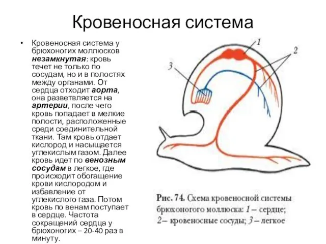 Кровеносная система Кровеносная система у брюхоногих моллюсков незамкнутая: кровь течет не