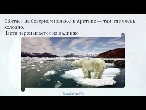 Обитает на Северном полюсе, в Арктике — там, где очень холодно. Часто перемещается на льдинах.