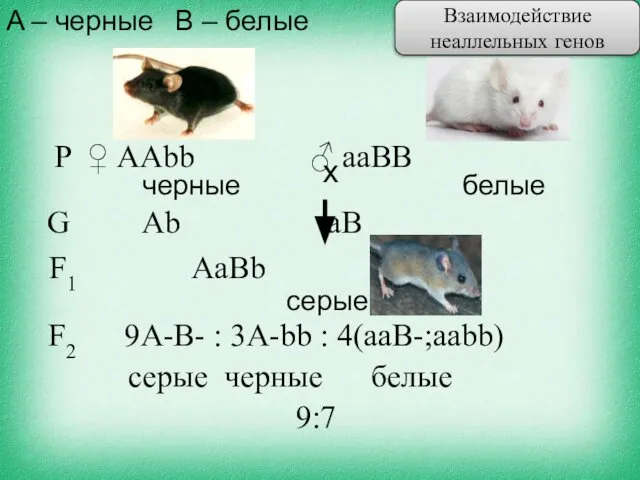 A – черные В – белые G Ab aB F2 9A-B-