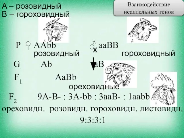 A – розовидный В – гороховидный G Ab aB F2 9A-B-