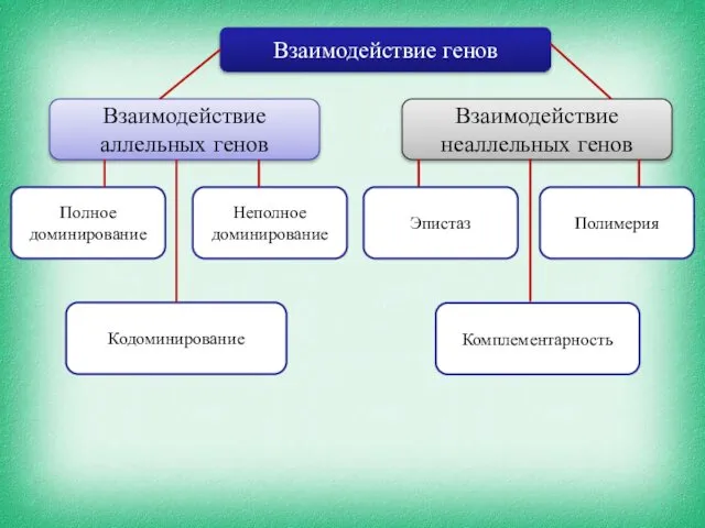 Взаимодействие генов Взаимодействие аллельных генов Взаимодействие неаллельных генов Полное доминирование Неполное доминирование Полимерия Комплементарность Кодоминирование Эпистаз