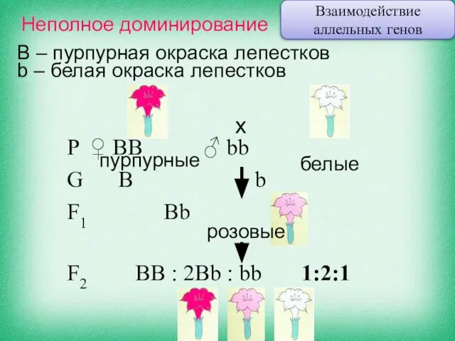 Неполное доминирование B – пурпурная окраска лепестков b – белая окраска