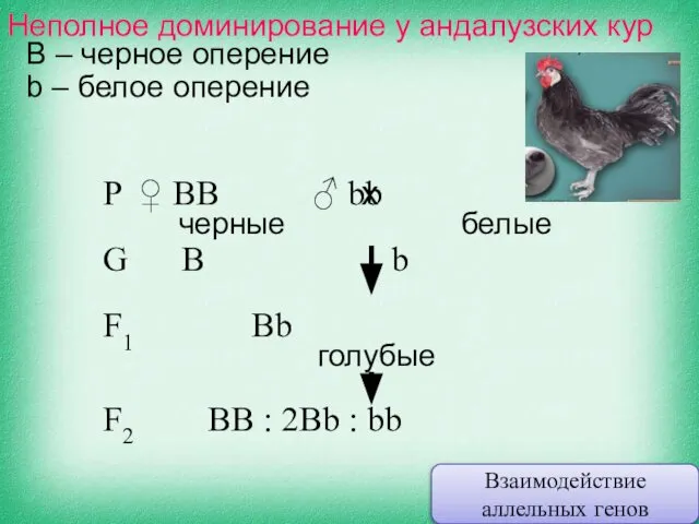 Неполное доминирование у андалузских кур B – черное оперение b –