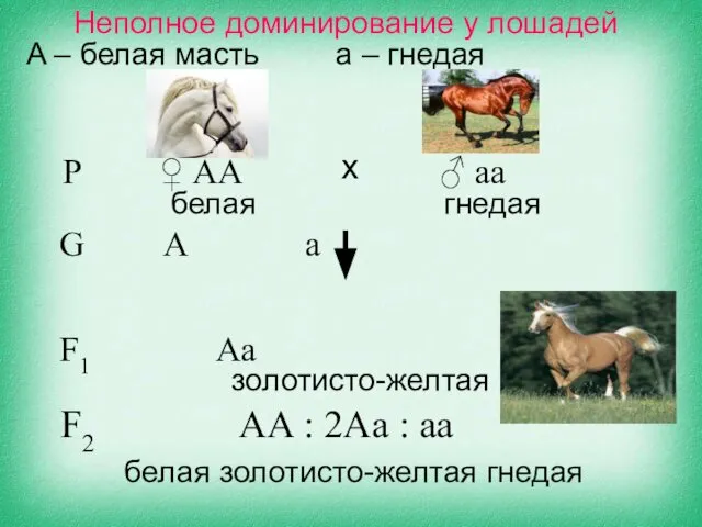 Неполное доминирование у лошадей A – белая масть a – гнедая