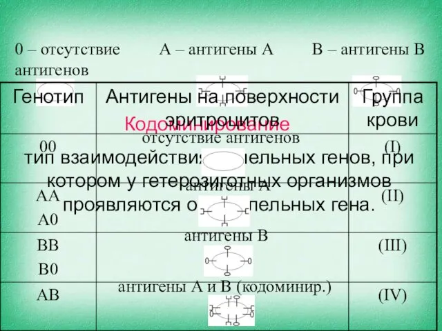 Кодоминирование А – антигены A В – антигены B тип взаимодействия