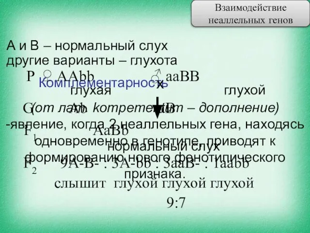 (от лат. kompementum – дополнение) -явление, когда 2 неаллельных гена, находясь