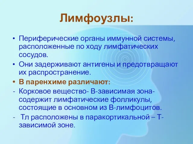 Лимфоузлы: Периферические органы иммунной системы, расположенные по ходу лимфатических сосудов. Они