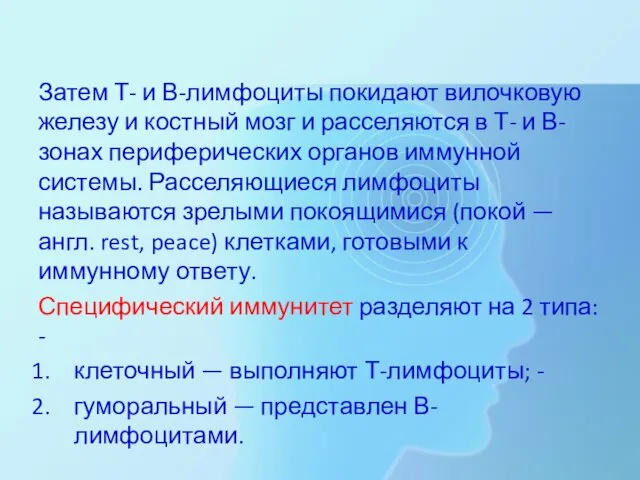 Затем Т- и В-лимфоциты покидают вилочковую железу и костный мозг и