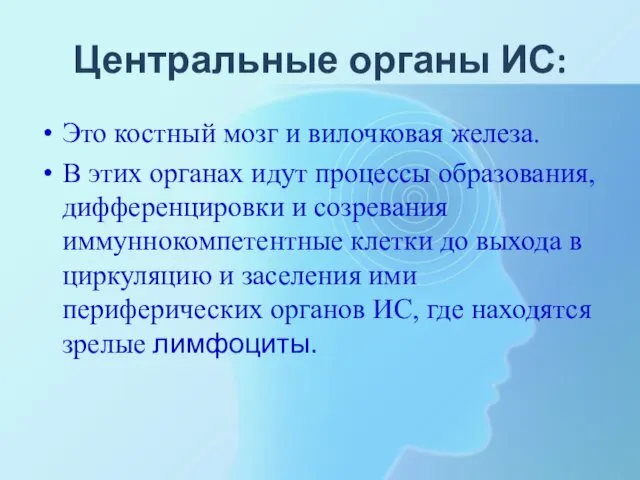 Центральные органы ИС: Это костный мозг и вилочковая железа. В этих