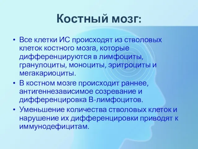 Костный мозг: Все клетки ИС происходят из стволовых клеток костного мозга,