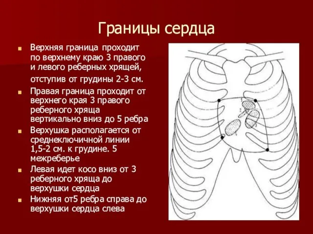 Границы сердца Верхняя граница проходит по верхнему краю 3 правого и