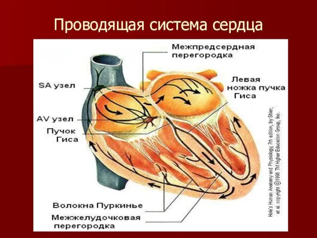 Проводящая система сердца