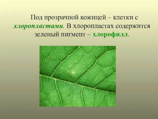 Под прозрачной кожицей – клетки с хлоропластами. В хлоропластах содержится зеленый пигмент – хлорофилл.