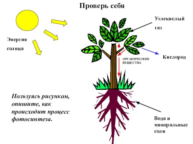 Проверь себя Пользуясь рисунком, опишите, как происходит процесс фотосинтеза. Углекислый газ