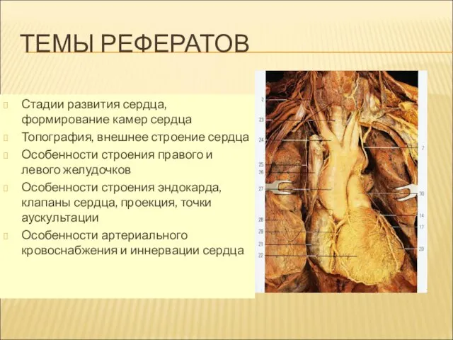 ТЕМЫ РЕФЕРАТОВ Стадии развития сердца, формирование камер сердца Топография, внешнее строение