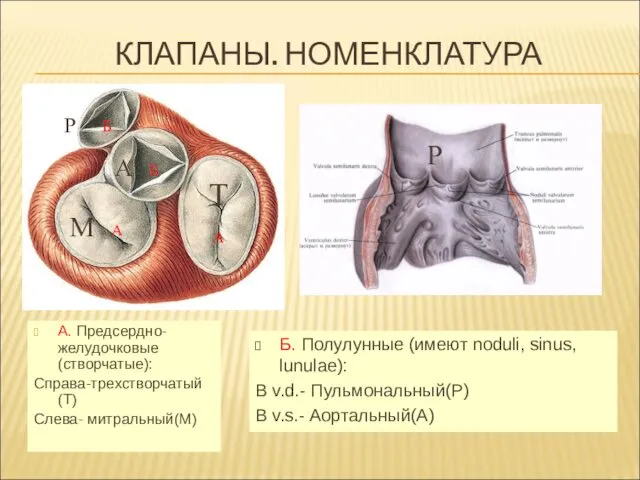 КЛАПАНЫ. НОМЕНКЛАТУРА А. Предсердно-желудочковые(створчатые): Справа-трехстворчатый(T) Слева- митральный(M) Б. Полулунные (имеют noduli,