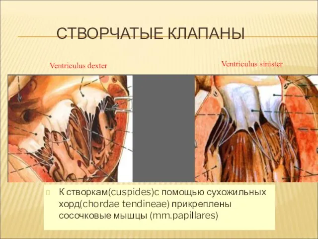 СТВОРЧАТЫЕ КЛАПАНЫ К створкам(cuspides)c помощью сухожильных хорд(chordae tendineae) прикреплены сосочковые мышцы (mm.papillares) Ventriculus dexter Ventriculus sinister