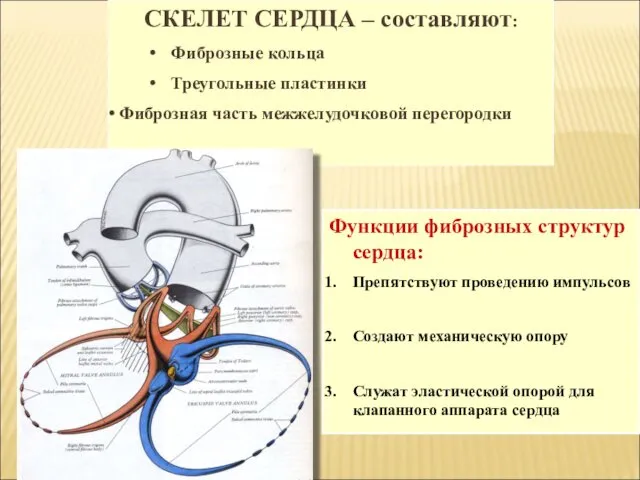 СКЕЛЕТ СЕРДЦА – составляют: Фиброзные кольца Треугольные пластинки Фиброзная часть межжелудочковой