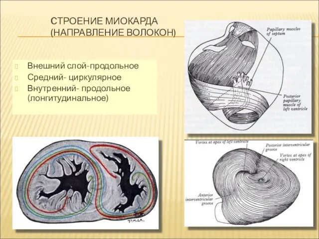 CТРОЕНИЕ МИОКАРДА(НАПРАВЛЕНИЕ ВОЛОКОН) Внешний слой-продольное Средний- циркулярное Внутренний- продольное (лонгитудинальное)