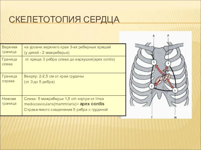 СКЕЛЕТОТОПИЯ СЕРДЦА