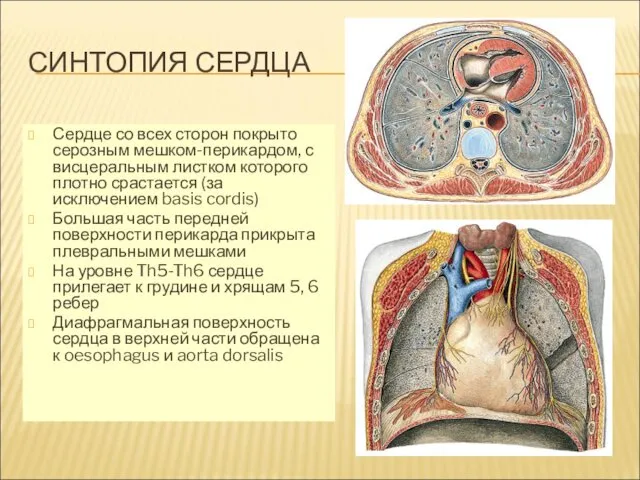 СИНТОПИЯ СЕРДЦА Сердце со всех сторон покрыто серозным мешком-перикардом, с висцеральным