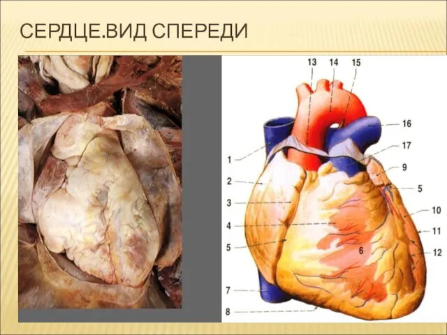 СЕРДЦЕ.ВИД СПЕРЕДИ