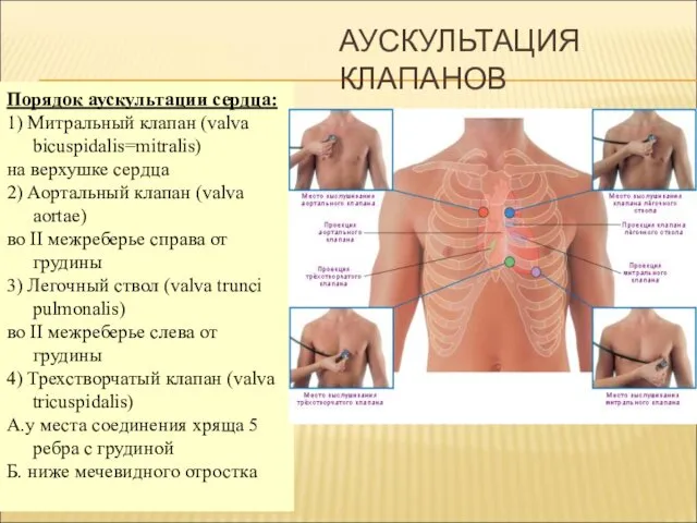 АУСКУЛЬТАЦИЯ КЛАПАНОВ Порядок аускультации сердца: 1) Митральный клапан (valva bicuspidalis=mitralis) на