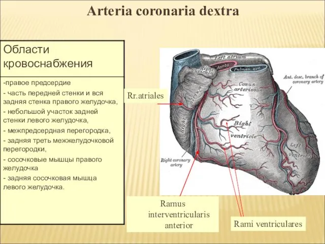 Arteria coronaria dextra Ramus interventricularis anterior Rami ventriculares Rr.atriales