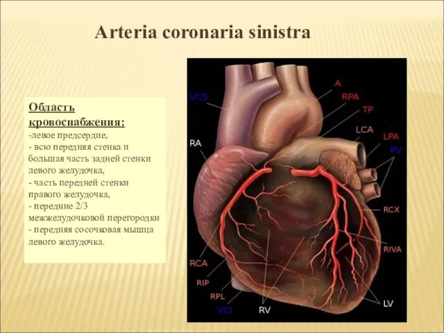 Arteria coronaria sinistra Область кровоснабжения: -левое предсердие, - всю передняя стенка