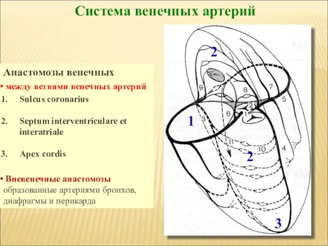 Система венечных артерий Анастомозы венечных артерий Sulcus coronarius Septum interventriculare et