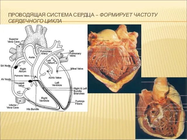 ПРОВОДЯЩАЯ СИСТЕМА СЕРДЦА – ФОРМИРУЕТ ЧАСТОТУ СЕРДЕЧНОГО ЦИКЛА