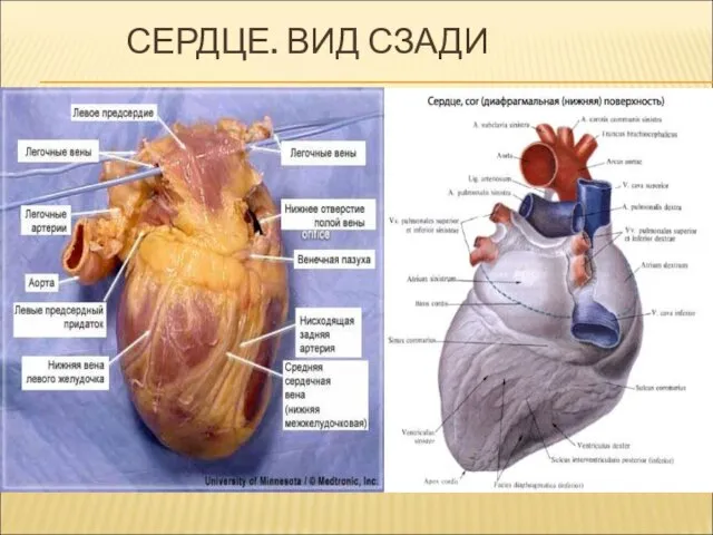 СЕРДЦЕ. ВИД СЗАДИ