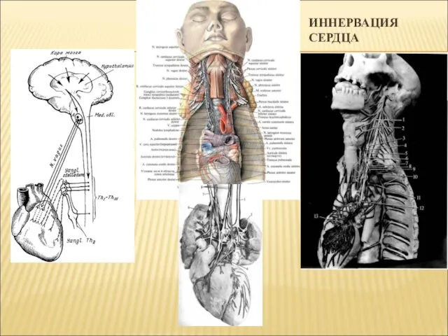 ИННЕРВАЦИЯ СЕРДЦА