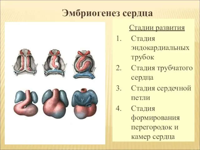 Эмбриогенез сердца Стадии развития Стадия эндокардиальных трубок Стадия трубчатого сердца Стадия