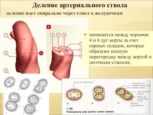 начинается между корнями 4 и 6 дуг аорты за счет парных