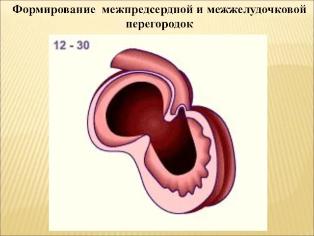 Формирование межпредсердной и межжелудочковой перегородок