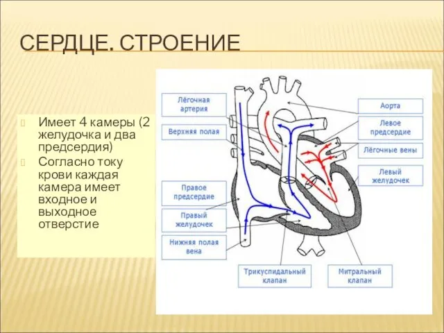 СЕРДЦЕ. СТРОЕНИЕ Имеет 4 камеры (2 желудочка и два предсердия) Согласно