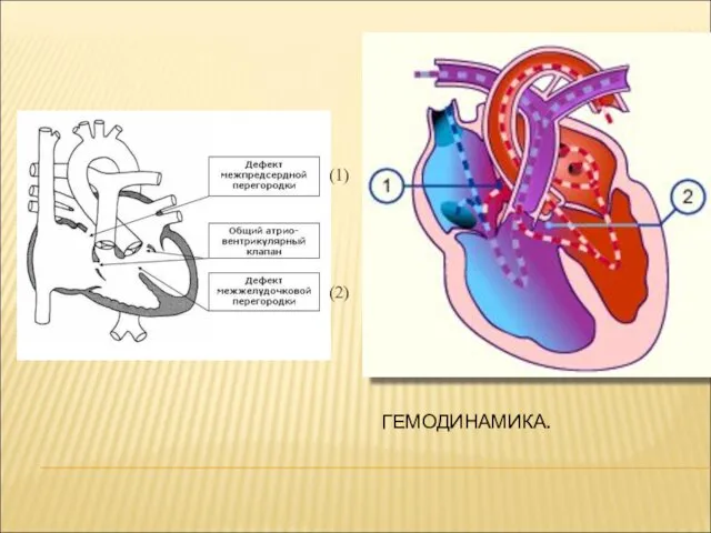 ГЕМОДИНАМИКА. (1) (2)