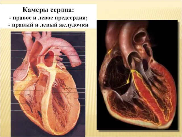 Камеры сердца: - правое и левое предсердия; - правый и левый желудочки