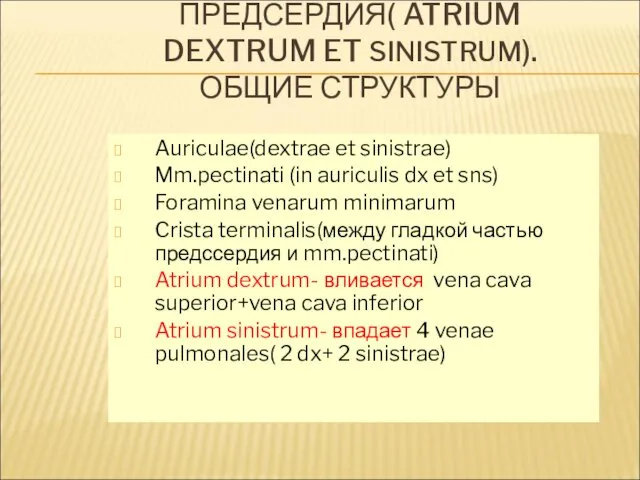 ПРЕДСЕРДИЯ( ATRIUM DEXTRUM ET SINISTRUM).ОБЩИЕ СТРУКТУРЫ Auriculae(dextrae et sinistrae) Mm.pectinati (in