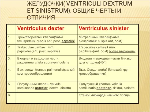 ЖЕЛУДОЧКИ( VENTRICULI DEXTRUM ET SINISTRUM). ОБЩИЕ ЧЕРТЫ И ОТЛИЧИЯ