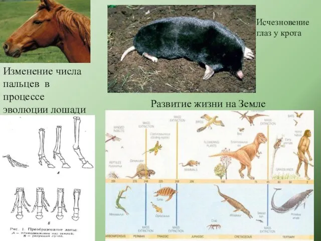Исчезновение глаз у крота Развитие жизни на Земле Изменение числа пальцев в процессе эволюции лошади