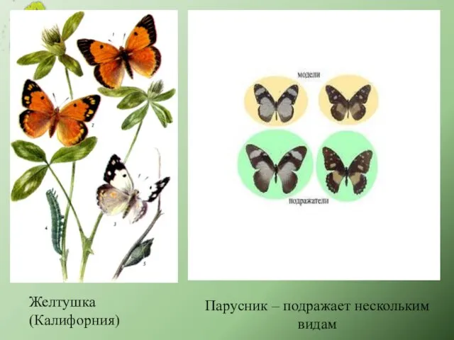 Желтушка (Калифорния) Парусник – подражает нескольким видам