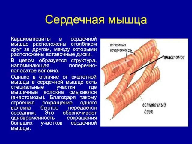 Сердечная мышца Кардиомиоциты в сердечной мышце расположены столбиком друг за другом,