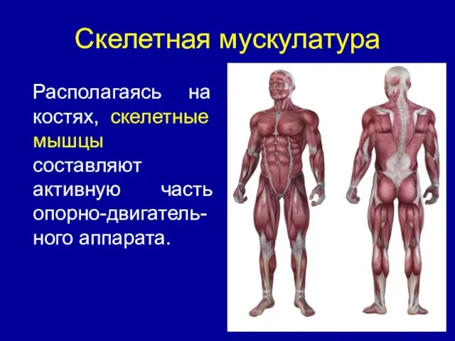 Скелетная мускулатура Располагаясь на костях, скелетные мышцы составляют активную часть опорно-двигатель-ного аппарата.